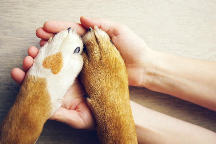 Dog paws with a spot in the form of heart and human hand close up, top view. Conceptual image of friendship, trust, love, the help between the person and a dog