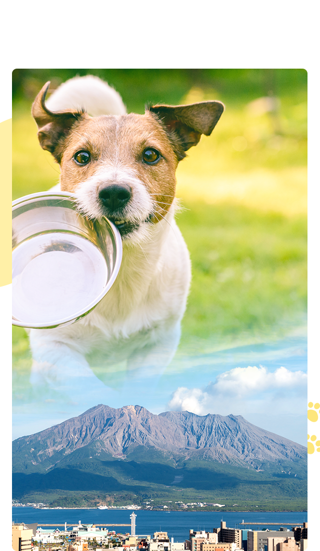 鹿児島の出張ペット火葬・自宅でのペット火葬は鹿児島県のペット火葬